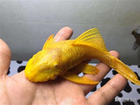 清道夫魚種類|魚缸清道夫魚種類繁多，如何選，才能達到水清魚靚的。